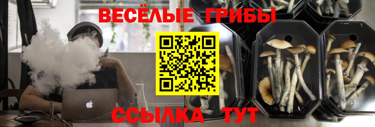 Галлюциногенные грибы Magic Shrooms  закладка  Шуя  Псилоцибиновые грибы Psilocybe 